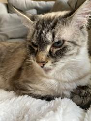 Lost Female Cat last seen SE 165th and Main Street , Portland, OR 97233