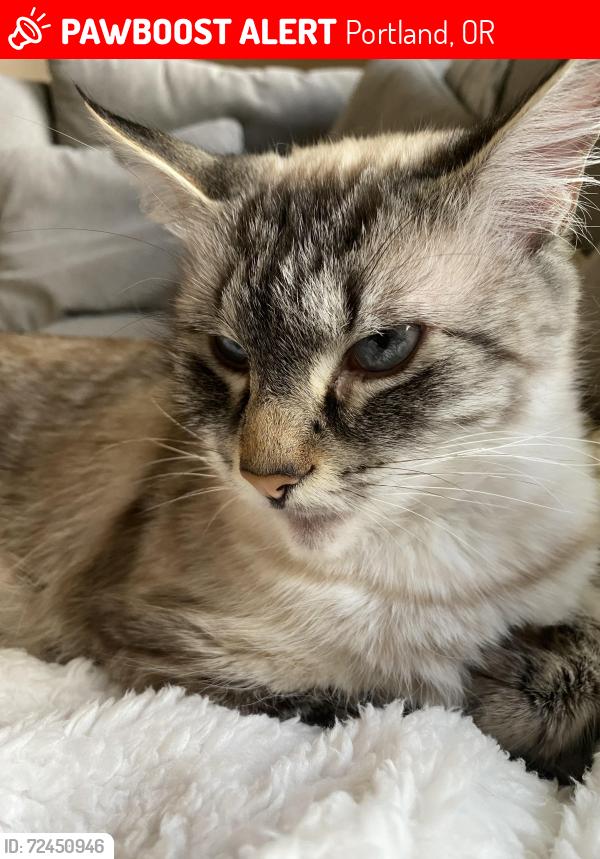 Lost Female Cat last seen SE 165th and Main Street , Portland, OR 97233
