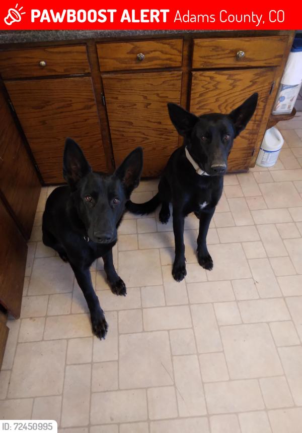 Lost Male Dog last seen Hwy 36 and Deer Trail Rd, Adams County, CO 80103