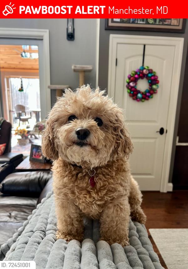 Lost Female Dog last seen Near gunpowder rd manchester md, Manchester, MD 21102