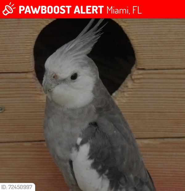 Lost Male Bird last seen Near avenue and Miller Street , Miami, FL 33193