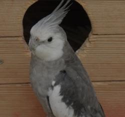 Lost Male Bird last seen Near avenue and Miller Street , Miami, FL 33193