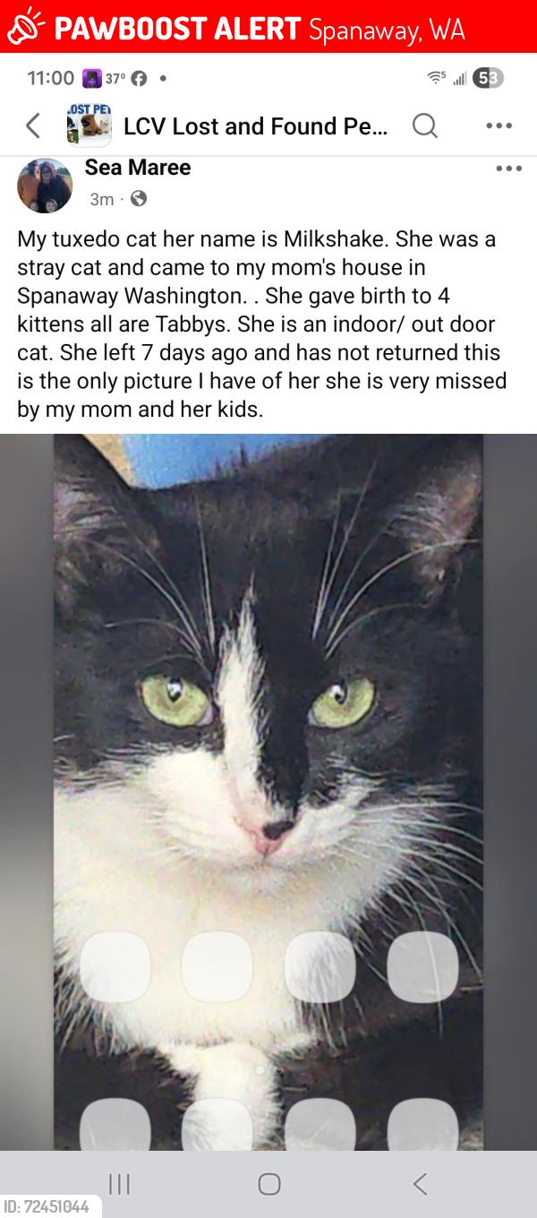 Lost Female Cat last seen 154th and 19thAve Ct E, Spanaway, WA 98387