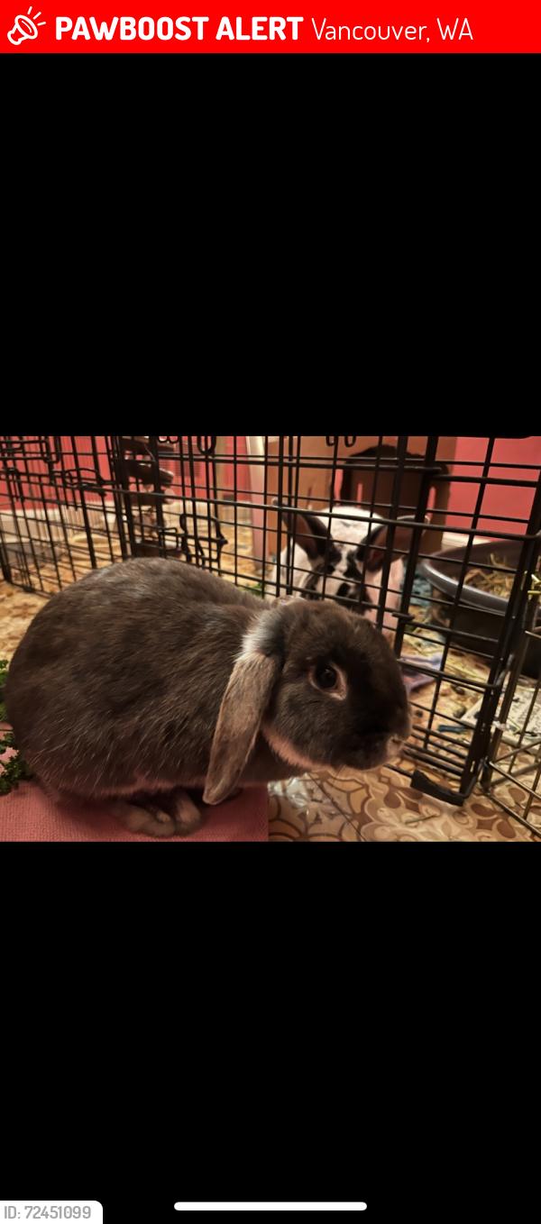 Lost Female Rabbit last seen Pierson air museum , Vancouver, WA 98661