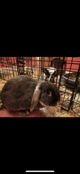 Lost Female Rabbit last seen Pierson air museum , Vancouver, WA 98661