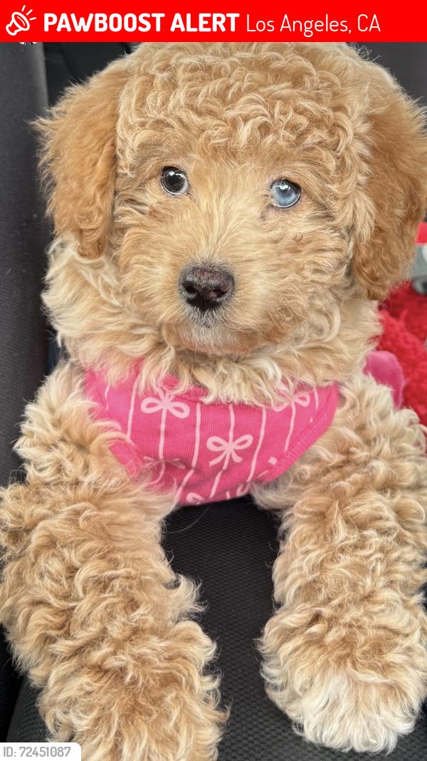 Lost Female Dog last seen Madison Middle School, Los Angeles, CA 91605