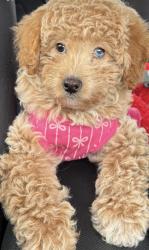 Lost Female Dog last seen Madison Middle School, Los Angeles, CA 91605