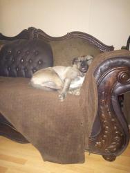 Lost Female Dog last seen Beaumont Ave and California , Beaumont, CA 92223