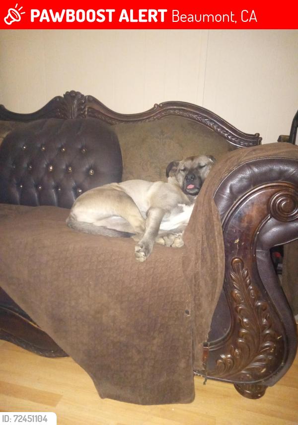 Lost Female Dog last seen Beaumont Ave and California , Beaumont, CA 92223