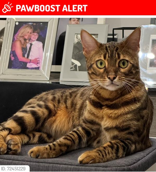 Lost Female Cat last seen Hilfield Lane, Aldenham, WD25 8EU, Hertfordshire, England WD25 8EU
