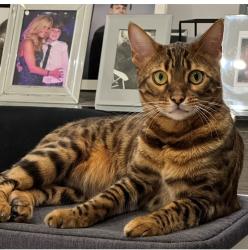 Lost Female Cat last seen Hilfield Lane, Aldenham, WD25 8EU, Hertfordshire, England WD25 8EU