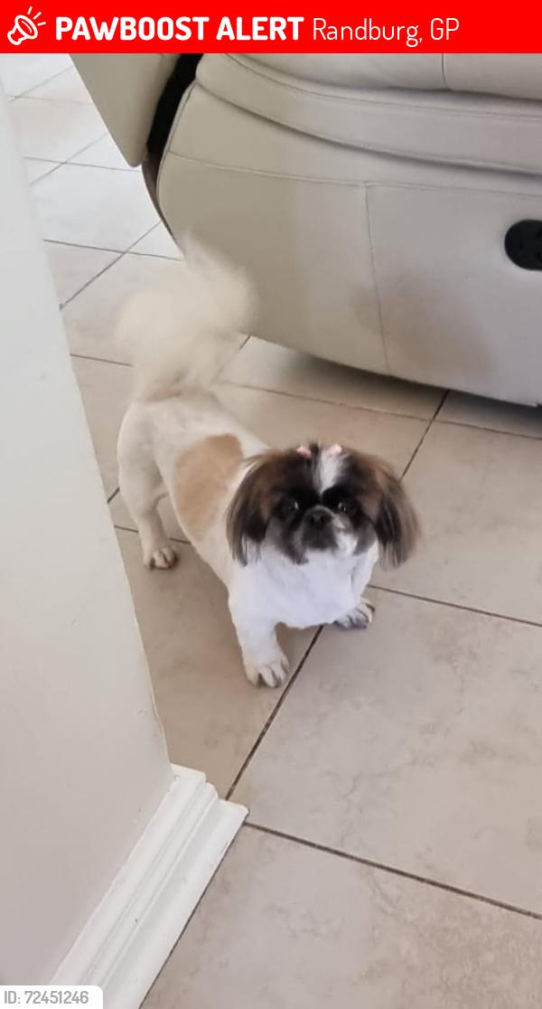 Lost Female Dog last seen Seder Street / Randpark drive / Beyers Naude, Randburg, GP 2156