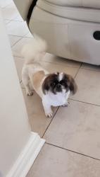 Lost Female Dog last seen Seder Street / Randpark drive / Beyers Naude, Randburg, GP 2156
