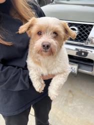 Found/Stray Male Dog last seen Lambert/Palm, La Habra, CA 90631