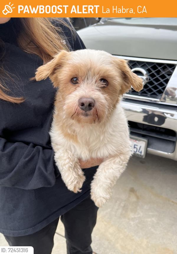 Found/Stray Male Dog last seen Lambert/Palm, La Habra, CA 90631