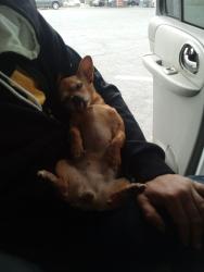 Lost Female Dog last seen Zion hill Baptist Church , Spartanburg, SC 29307