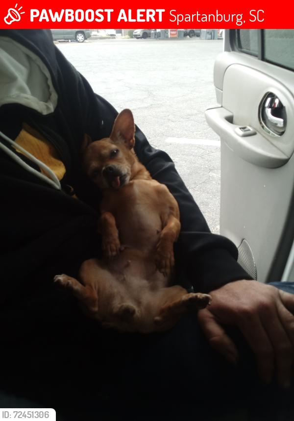 Lost Female Dog last seen Zion hill Baptist Church , Spartanburg, SC 29307