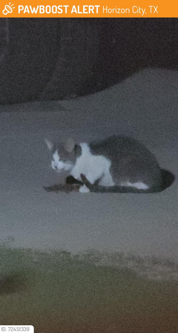 Found/Stray Unknown Cat last seen Horizon Mesa & Desert Mesquite, Horizon City, TX 79928