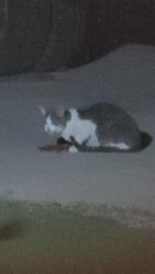 Found/Stray Unknown Cat last seen Horizon Mesa & Desert Mesquite, Horizon City, TX 79928