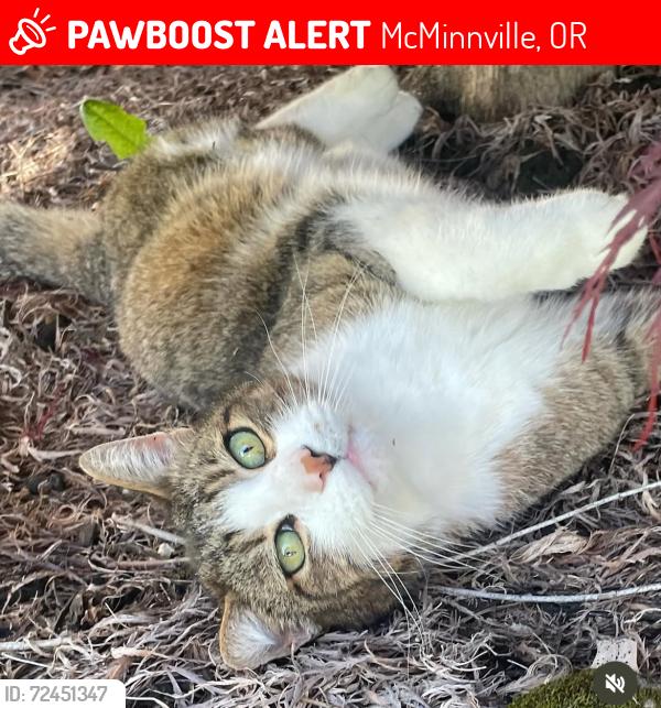 Lost Male Cat last seen Between 12th and 14th on Cedar, by Memorial Elementary, McMinnville, OR 97128