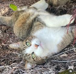 Lost Male Cat last seen Between 12th and 14th on Cedar, by Memorial Elementary, McMinnville, OR 97128