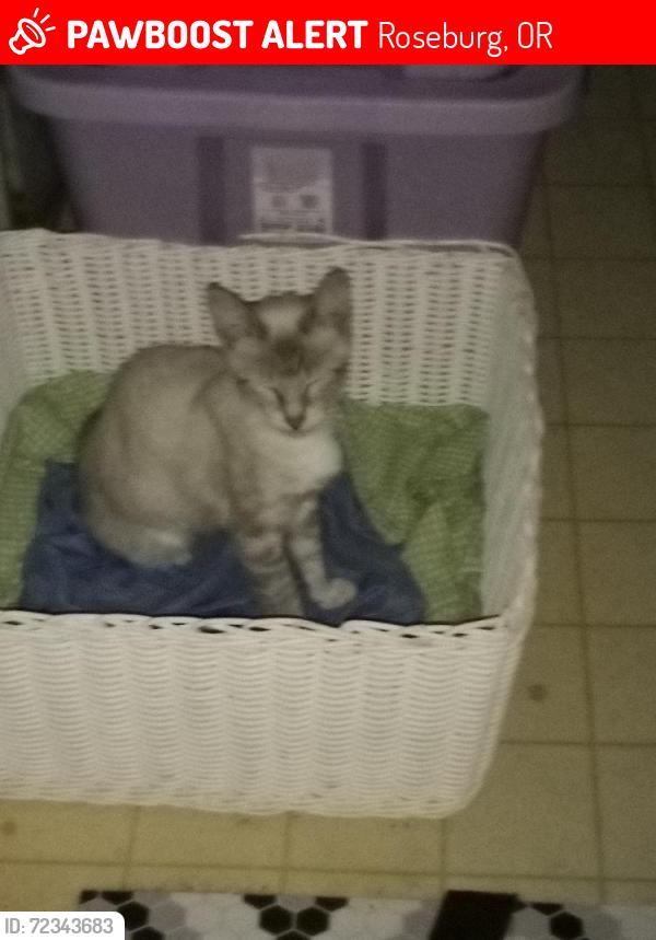 Lost Female Cat last seen Emils Way , Roseburg, OR 97470