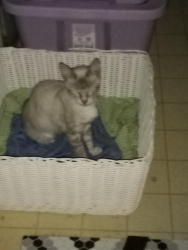 Lost Female Cat last seen Emils Way , Roseburg, OR 97470