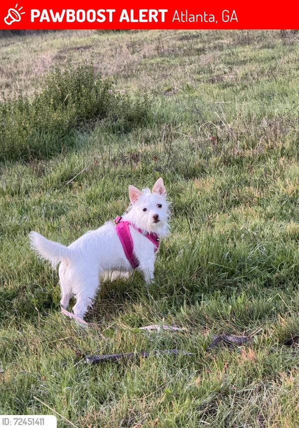 Lost Female Dog last seen Mill Creek Rd. At Nancy Creek , Atlanta, GA 30319