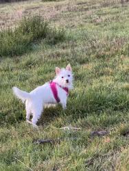 Lost Female Dog last seen Mill Creek Rd. At Nancy Creek , Atlanta, GA 30319