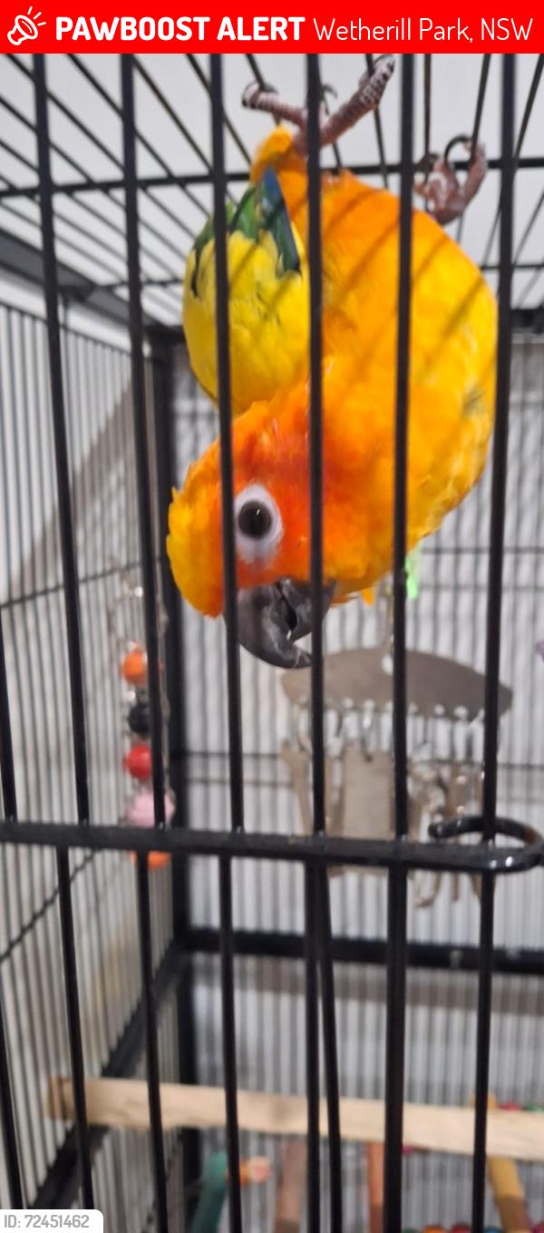 Lost Female Bird last seen Near Victoria street, Wetherill park, Wetherill Park, NSW 2164