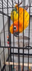 Lost Female Bird last seen Near Victoria street, Wetherill park, Wetherill Park, NSW 2164