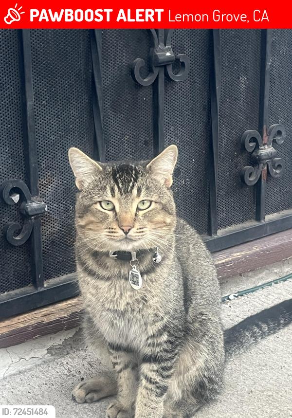 Lost Male Cat last seen Massachusetts trolley station , Lemon Grove, CA 91945