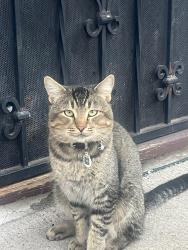 Lost Male Cat last seen Massachusetts trolley station , Lemon Grove, CA 91945