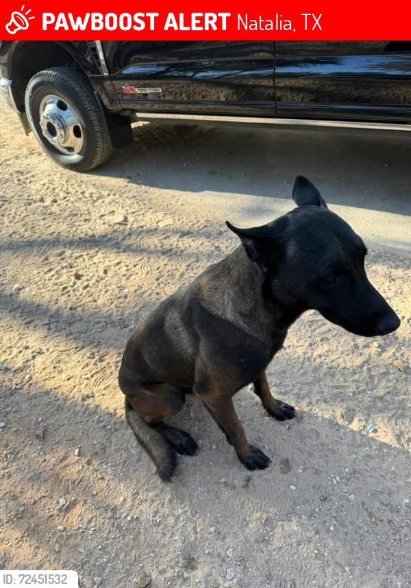 Lost Male Dog last seen Great Oaks Neighborhood , Natalia, TX 78059