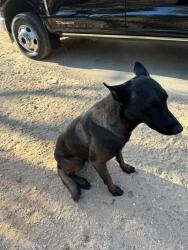 Lost Male Dog last seen Great Oaks Neighborhood , Natalia, TX 78059