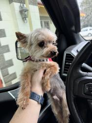 Lost Male Dog last seen Samantha Dr, Montgomery, AL 36109