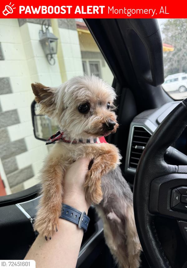 Lost Male Dog last seen Samantha Dr, Montgomery, AL 36109