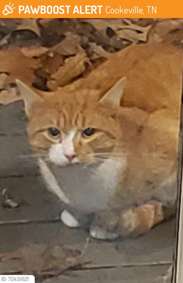 Found/Stray Male Cat last seen shipley and mcdonald, Cookeville, TN 38501