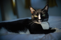 Lost Male Cat last seen S. Miami Blvd., Miami, FL 33129