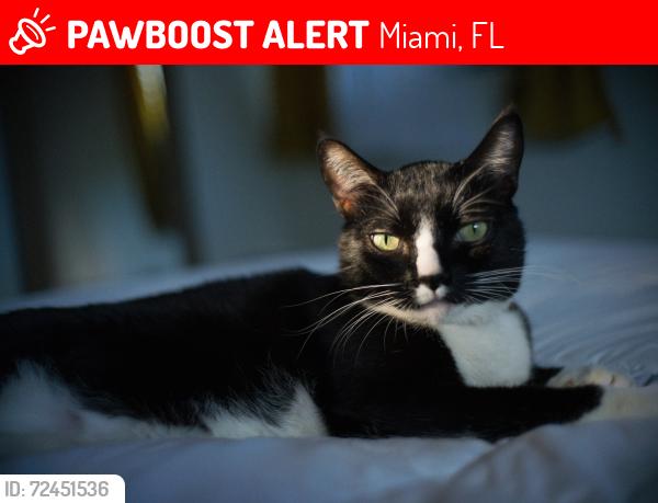 Lost Male Cat last seen S. Miami Blvd., Miami, FL 33129