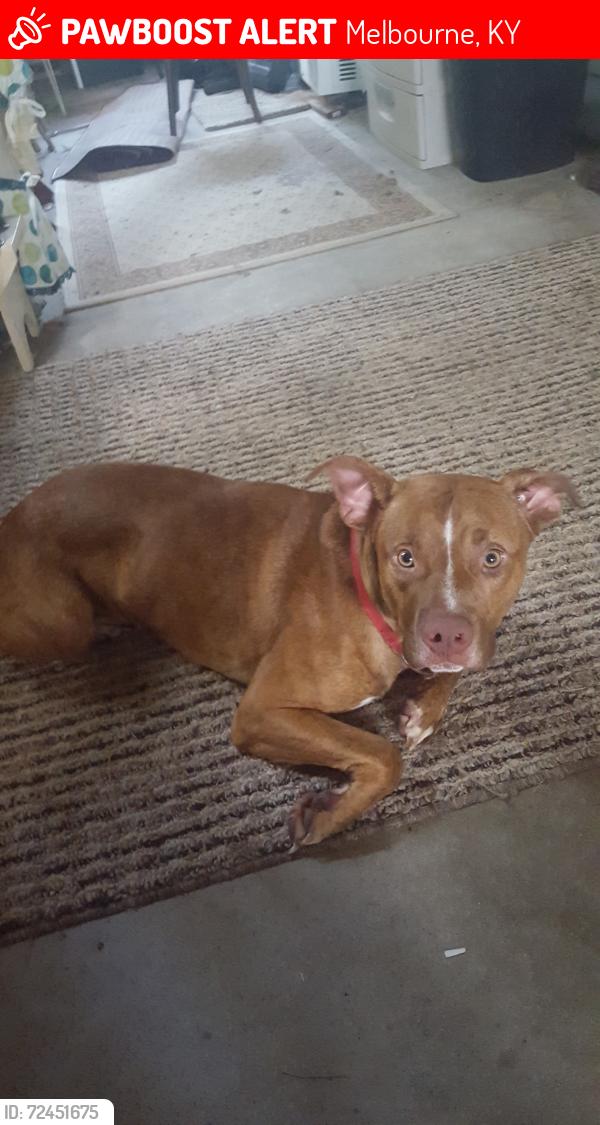 Lost Male Dog last seen Fender rd, Melbourne, KY 41059