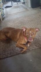 Lost Male Dog last seen Fender rd, Melbourne, KY 41059