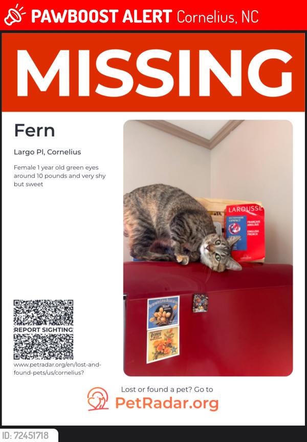 Lost Female Cat last seen Ramsey creek /Nantz Rd, Cornelius, NC 28031