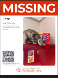 Lost Female Cat last seen Ramsey creek /Nantz Rd, Cornelius, NC 28031