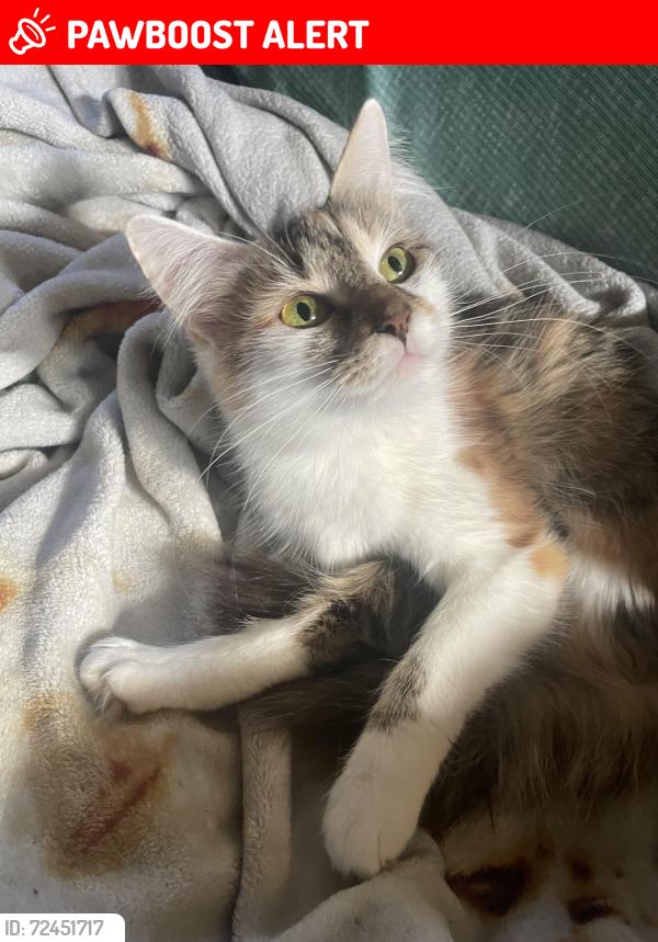 Lost Female Cat last seen Marysville rd altavista , Campbell County, VA 24517