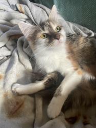 Lost Female Cat last seen Marysville rd altavista , Campbell County, VA 24517