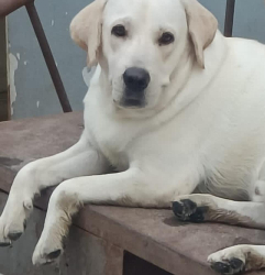 Lost Male Dog last seen NEW MIRZALGUDA MALKAJGIRI HYDERABAD  IT, Secunderabad, TS 500047