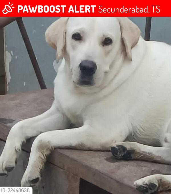 Lost Male Dog last seen NEW MIRZALGUDA MALKAJGIRI HYDERABAD  IT, Secunderabad, TS 500047
