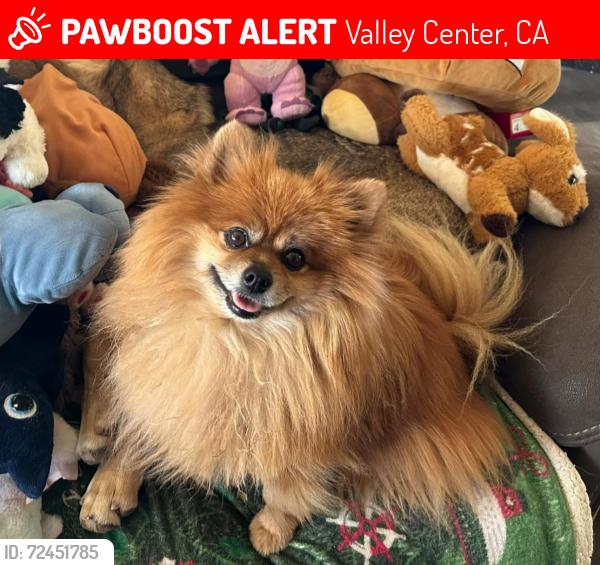 Lost Male Dog last seen Miller rd , valley center rd , Valley Center, CA 92082