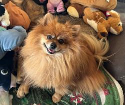 Lost Male Dog last seen Miller rd , valley center rd , Valley Center, CA 92082